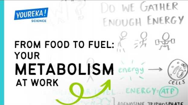 Video From Food to Fuel: Your Metabolism at Work auf Deutsch