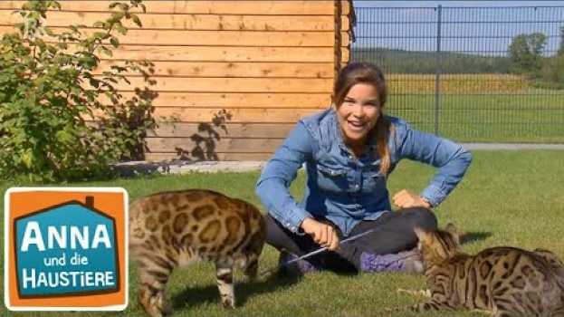 Видео Bengalkatze | Information für Kinder | Anna und die Haustiere на русском