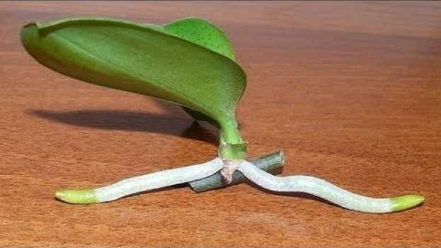 Video How to Grow Orchids from Stem Cuttings po polsku