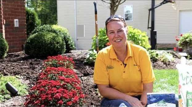 Video PETITTI How to Plant And Care For Fall Mums So They’ll Grow Back en français