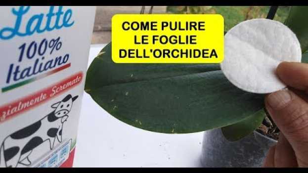 Video COME PULIRE LE FOGLIE DELL'ORCHIDEA en français