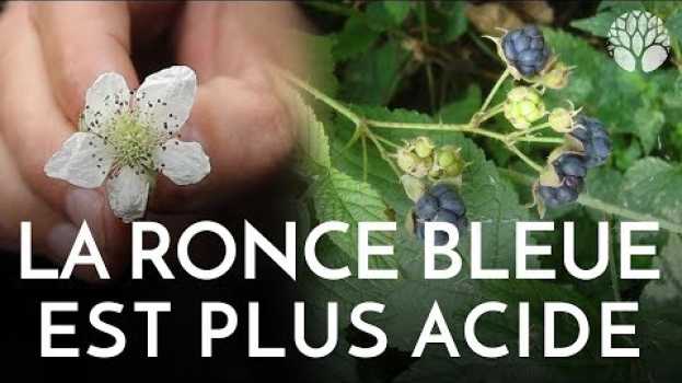 Video La mûre de la ronce bleue se mange aussi ! em português
