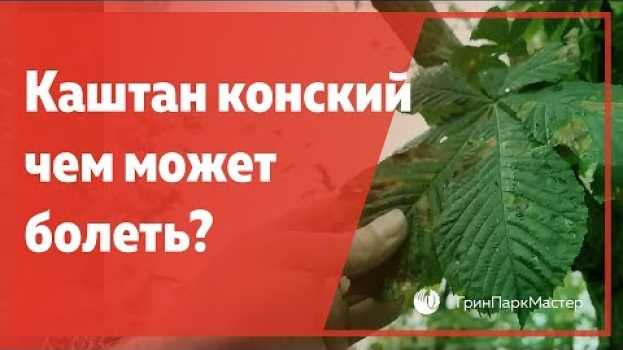 Video Каштан конский, чем может болеть?   türkçe