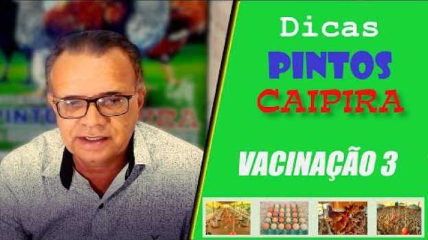 Video Vacinação de Galinhas e Pintinhos Com ou Sem Veterinário? (Exclusivo) | Pintos Caipira   türkçe
