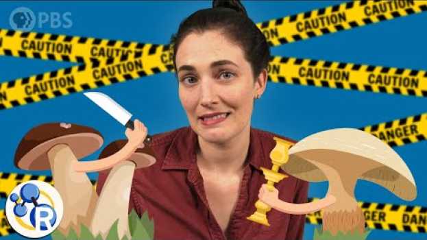 Video Which of These Mushrooms Could Kill You? auf Deutsch