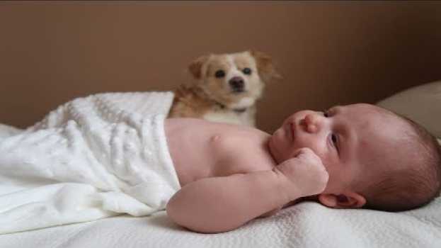 Video Mascotas y Recién Nacidos, Alergias y Otros Factores en français