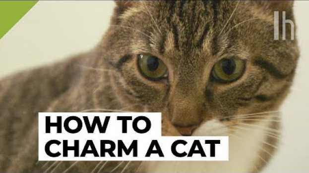 Video How to Get a Cat to Like You | Lifehacker auf Deutsch
