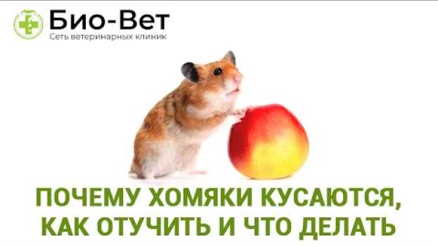Video Почему хомяки кусаются 🐹/ Что делать и как отучить их кусаться // Сеть Ветклиник Био-Вет in English