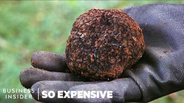 Video Why Real Truffles Are So Expensive | So Expensive auf Deutsch