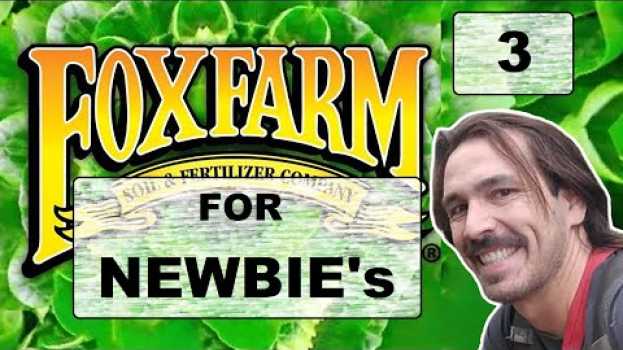 Video Fox Farm For Newbies - "Big Bloom - Grow Big & More (Part 3)" em português