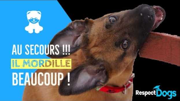 Video MON CHIOT MORDILLE TOUJOURS   türkçe