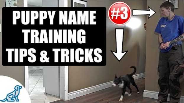 Video Simple Tricks For Teaching Your Puppy Their Name - Puppy Training Secrets em português