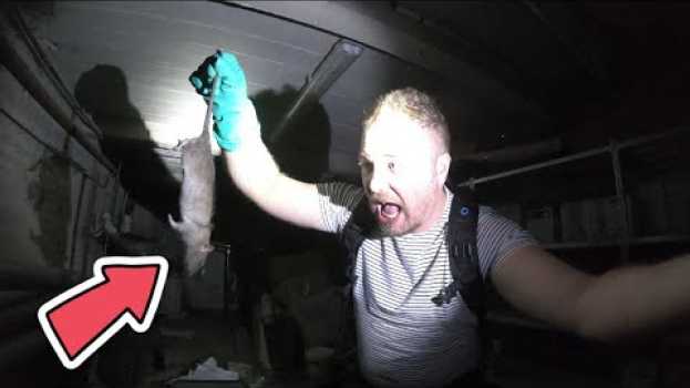 Video Intervention dans une cave infestée de RATS d'égout ! (Partie 2) em português