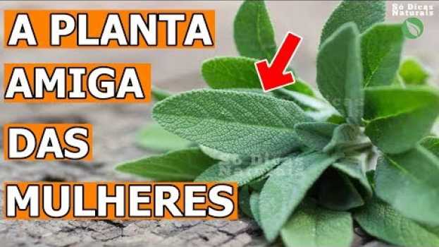 Video Os Antigos Usavam Muito 🌿 Saiba Porque Essa Planta NÃO Pode Faltar Em Sua Casa po polsku