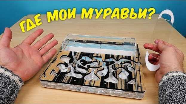 Video Что с моими Муравьями? Почему я их долго не снимал. alex boyko em português
