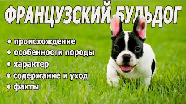 Video Все о породе ФРАНЦУЗКИЙ БУЛЬДОГ   türkçe
