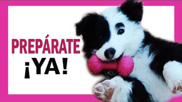 Video 🧐 Qué hacer cuando un CACHORRO llega a CASA ▶️ [Cómo EDUCAR un CACHORRO] su italiano