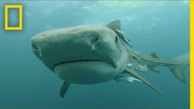 Video Predatory Shark Attacks | When Sharks Attack po polsku
