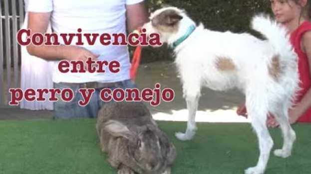 Video Convivencia entre conejo y perro po polsku