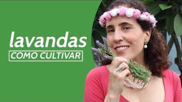 Video MEU CANTEIRO DE LAVANDAS - COMO CULTIVAR | Nô Figueiredo po polsku