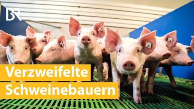 Video Frustrierte Landwirte: Verbraucher fordern mehr Tierwohl, Schweinepreise sinken | Unser Land | BR   türkçe