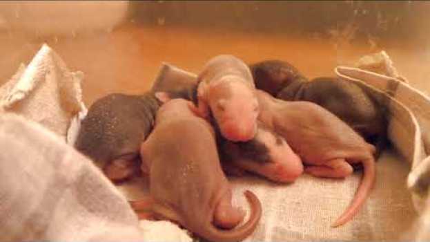 Video Крысята с первого дня и до месяца/Rat rat from day one to month auf Deutsch