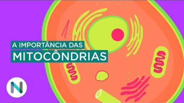 Video Por que as mitocôndrias são tão importantes para a vida su italiano