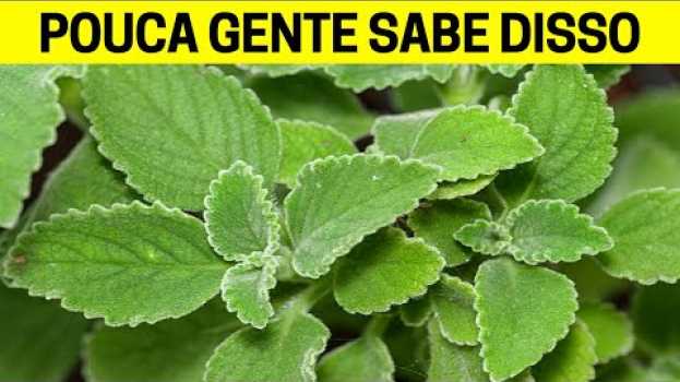 Video UMA ÚNICA FOLHA DESTA PLANTA POR DIA E VOCÊ VAI TRATAR ESSAS 6 DOENÇAS en español