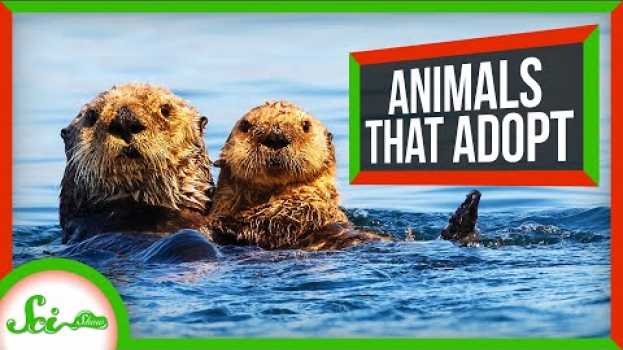 Video Why Animals Take Care of Other Animals' Young em português