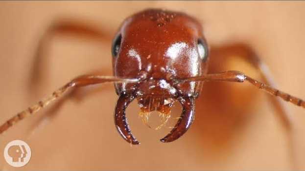 Video Kidnapper Ants Steal Other Ants' Babies - And Brainwash Them | Deep Look   türkçe