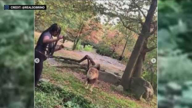 Video Woman appears to taunt lion in its enclosure at the Bronx Zoo   türkçe
