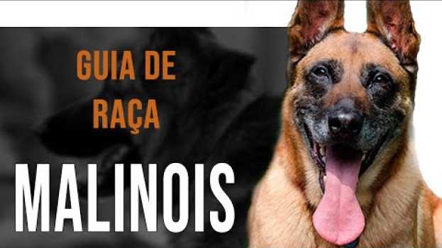 Video PASTOR BELGA DE MALINOIS - Tudo sobre a raça auf Deutsch