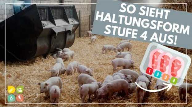 Video Glori goes Tierwohl | Die Haltungsform hinter dem Fleischlabel | Stufe 4  - Premium #2 in English