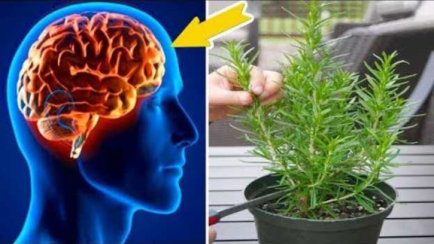 Video Con questa pianta, aumenti la memoria e proteggi il cervello dal morbo di Alzheimer auf Deutsch