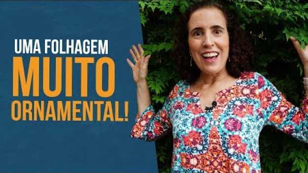 Video Para dentro de casa ou para o jardim, NANDINA! | Nô Figueiredo   türkçe
