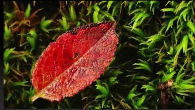 Video PETITE FEUILLE - chanson pour les tout petits in English