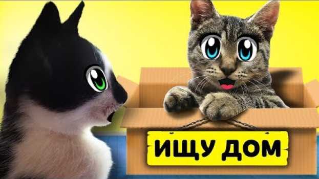 Video ИЩУ ДОМ! КОТ МАЛЫШ и КОШЕЧКА МУРКА и Бездомный КОТЕНОК! ХЭЛЛОУИН МЫШКА наш НОВЫЙ ПИТОМЕЦ! Kitty cats po polsku