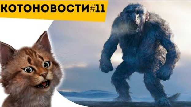 Video КОТОНОВОСТИ [11] ТРОЛЛЬ ТЕБЯ НЕ ПРОПУСТИТ, ЕСЛИ ТЫ НЕ СДЕЛАЕШЬ ЭТОГО | И #ФАКТЫ, КОТОРЫЕ НАДО ЗНАТЬ auf Deutsch