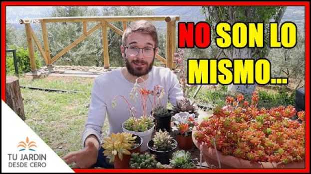 Video 🤔 ¿Hay DIFERENCIA? 👉 SUCULENTAS, crasas, crasuláceas, CACTUS y cactáceas su italiano