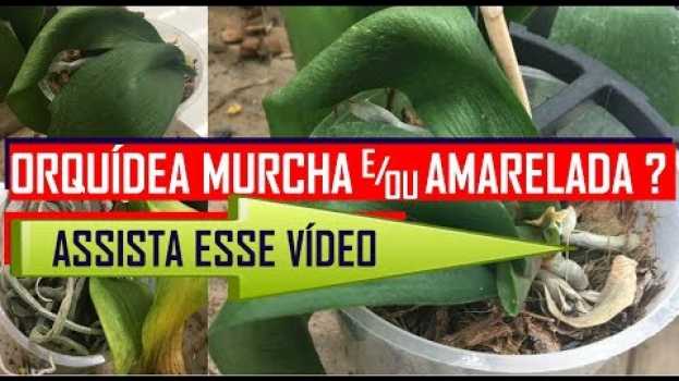 Video ORQUIDEAS COM FOLHAS MURCHAS,  ENRUGADAS, AMARELAS ou DESIDRATADAS COMO RECUPERAR SALVAR E ENVASAR auf Deutsch