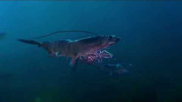 Video This is More than a Prawn. auf Deutsch