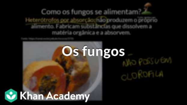 Video Os fungos en español