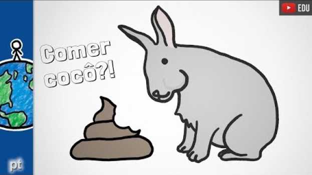 Video Por que alguns animais comem cocô? | Minuto da Terra auf Deutsch
