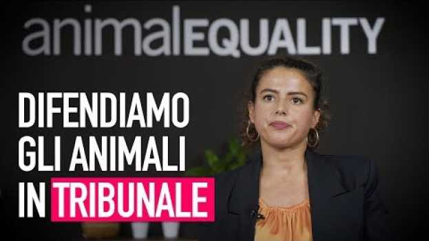 Video 🔴 Difendere gli animali nelle aule di tribunale   türkçe