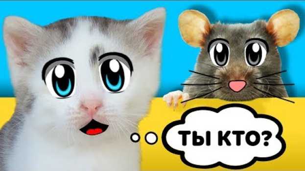 Video ДАЙ ИМЯ МЫШКЕ! КОТ МАЛЫШ и КОШЕЧКА МУРКА и МОЙ НОВЫЙ ПИТОМЕЦ! СМЕШНАЯ РЕАКЦИЯ ЙОРКА ПУПСИ! su italiano