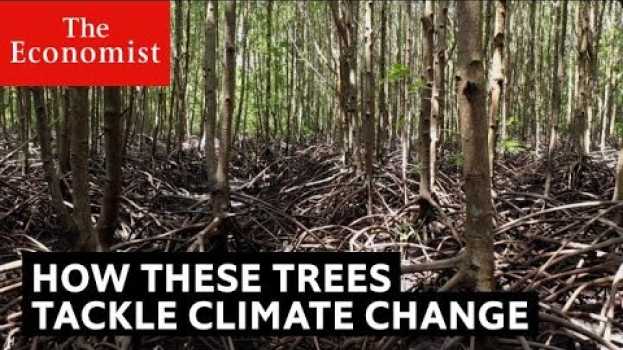 Video Mangroves: how they help the ocean en español