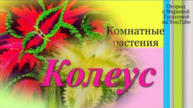 Video КОЛЕУС АВАТАР – царь колеусов  🍀 Обзор  Комнатные Растения зимой 🍀 Как их размножаю черенками   türkçe