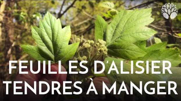 Video L'alisier, ses feuilles tendres sont à croquer !   türkçe