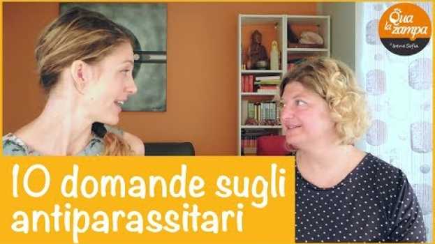 Video 10 cose da sapere prima di scegliere un antiparassitario | Qua la Zampa en español