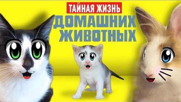 Video СМЕШНЫЕ ЖИВОТНЫЕ ОДНИ ДОМА! КОТИКИ МАЛЫШ и МУРКА ПОЮТ ПЕСНЮ! КОТ ЗАЛЕЗ В ХОЛОДИЛЬНИК   türkçe